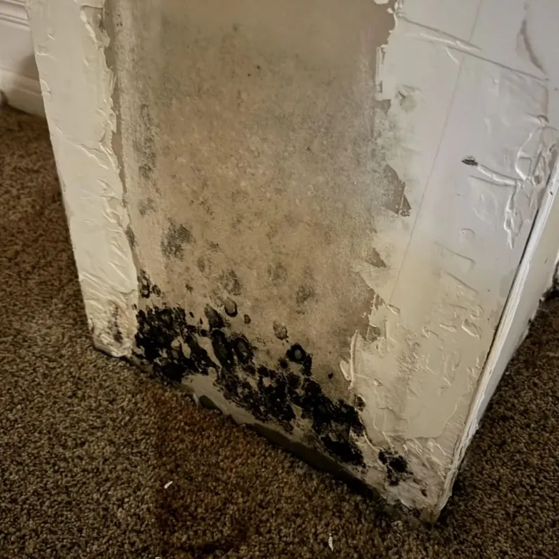 Professional Mold Removal in Gallup, NM